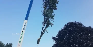 Tree Trimming and Pruning
