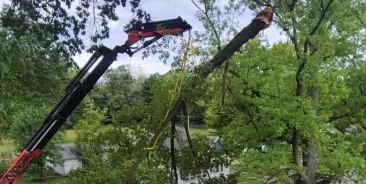 Tree Health Assessment