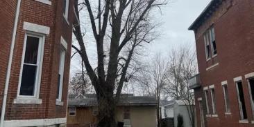 Tree Risk Assessment