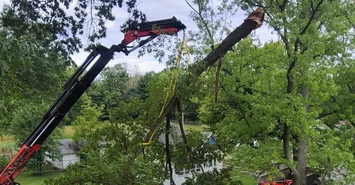 Cabling & Bracing in Petersburg, IN and Southwest Indiana