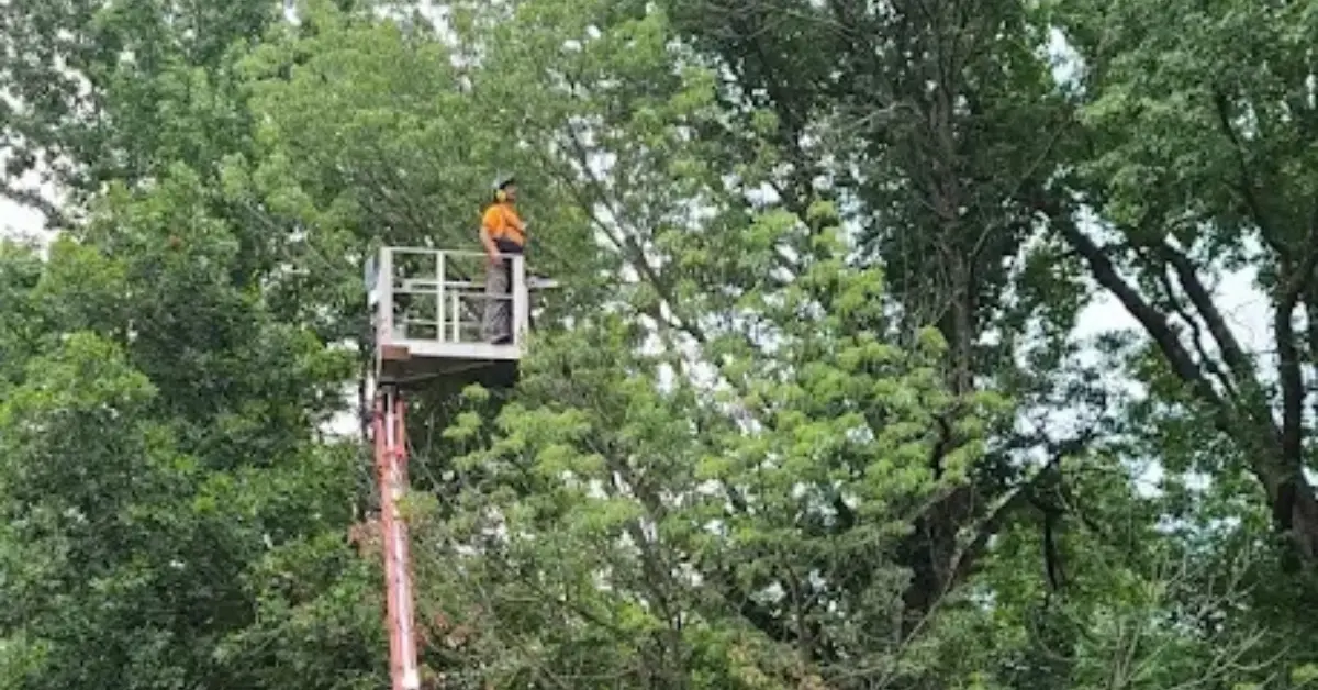 Tree Trimming in Petersburg, IN and Southwest Indiana