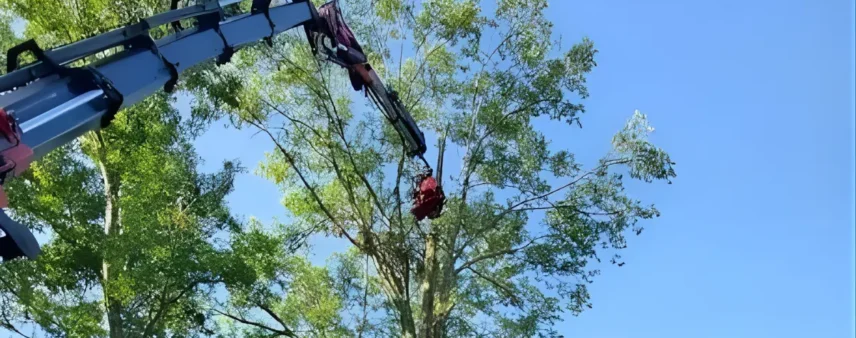 Signs of Emerald Ash Borer in Southwest Indiana Trees