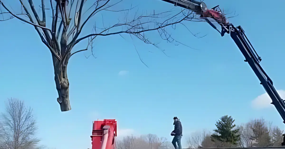 Tree Removal in Petersburg, IN and Southwest Indiana