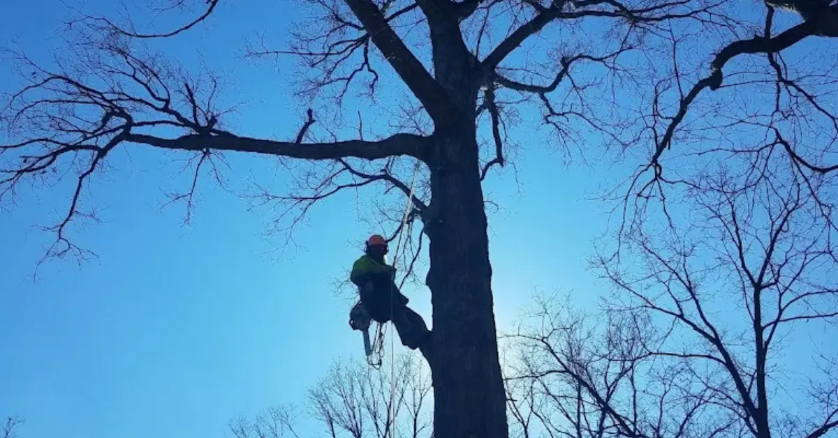 Arborist Evaluation in Petersburg, IN and Southwest Indiana