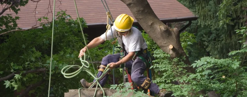 5 Key Indicators It’s Time for Tree Removal in Vincennes, IN