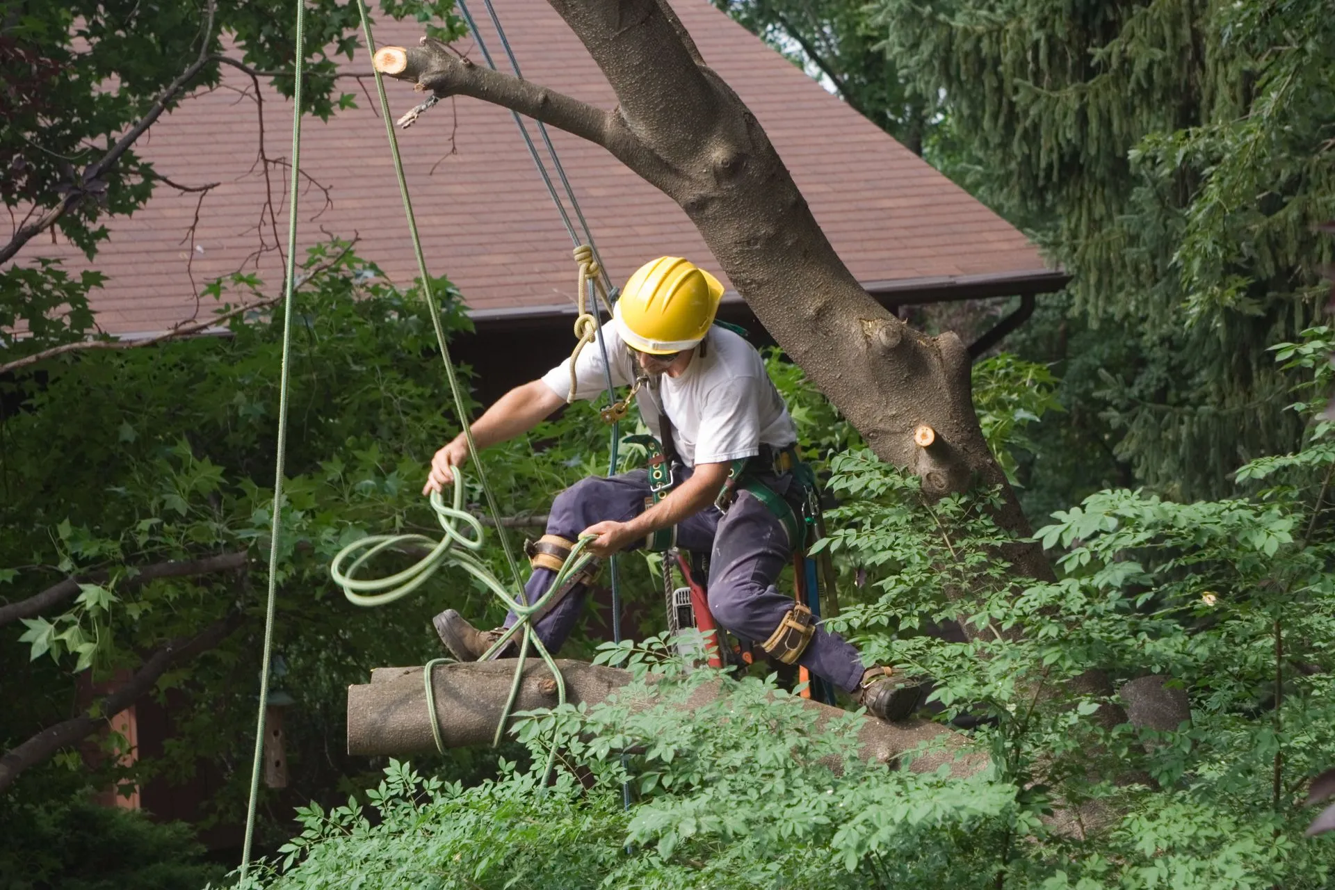 5 Key Indicators It’s Time for Tree Removal in Vincennes, IN