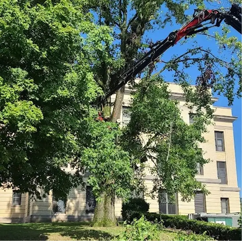 Recommended Tree Species for Southwest Indiana