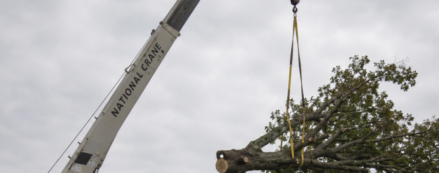 Large crane lifting a hazardous tree over a home in Oakland City, Indiana